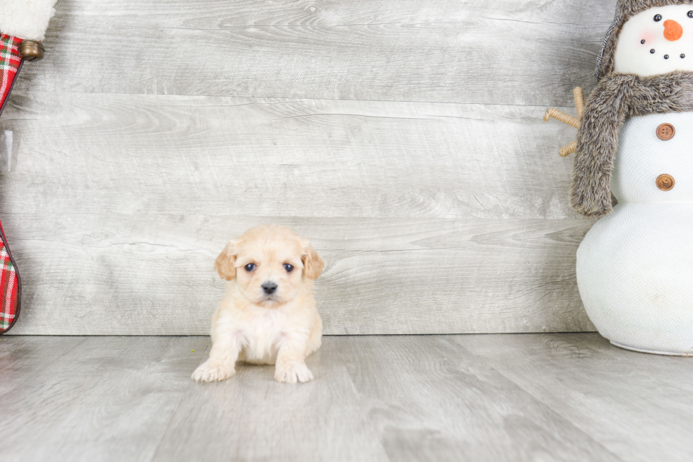 Happy Cavachon Baby