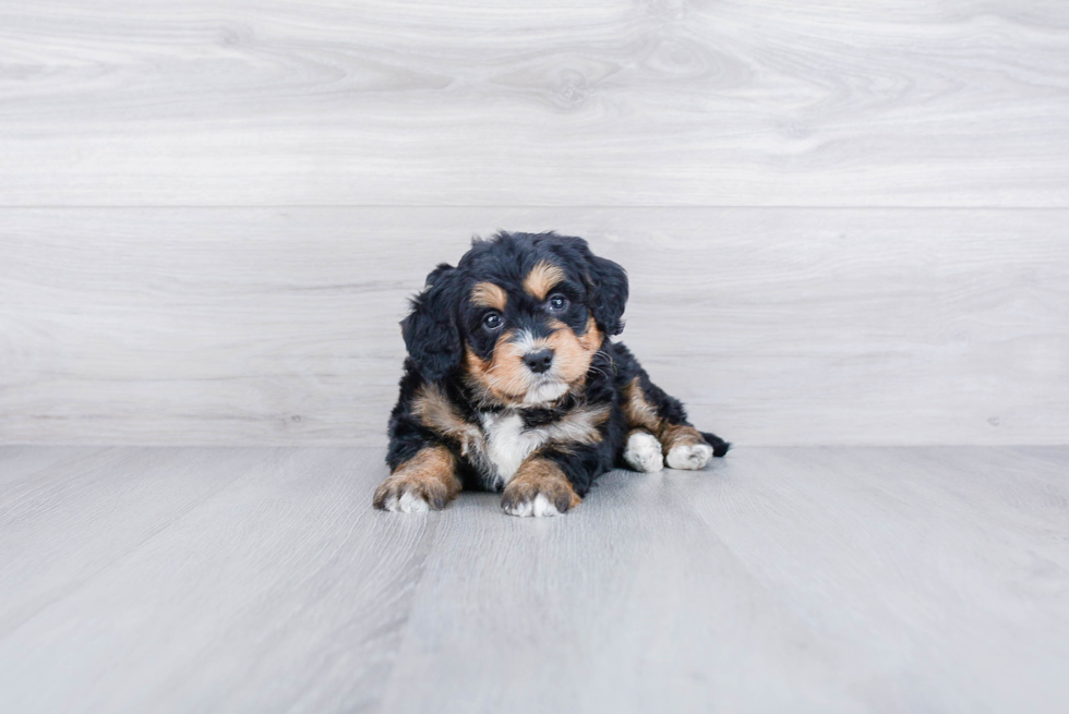 Cute Mini Bernedoodle Baby