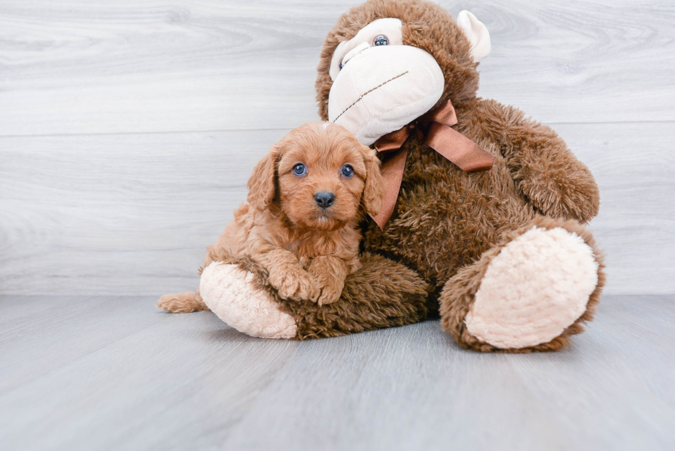 Best Cavapoo Baby