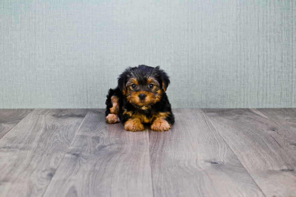 Meet Izzie - our Yorkshire Terrier Puppy Photo 