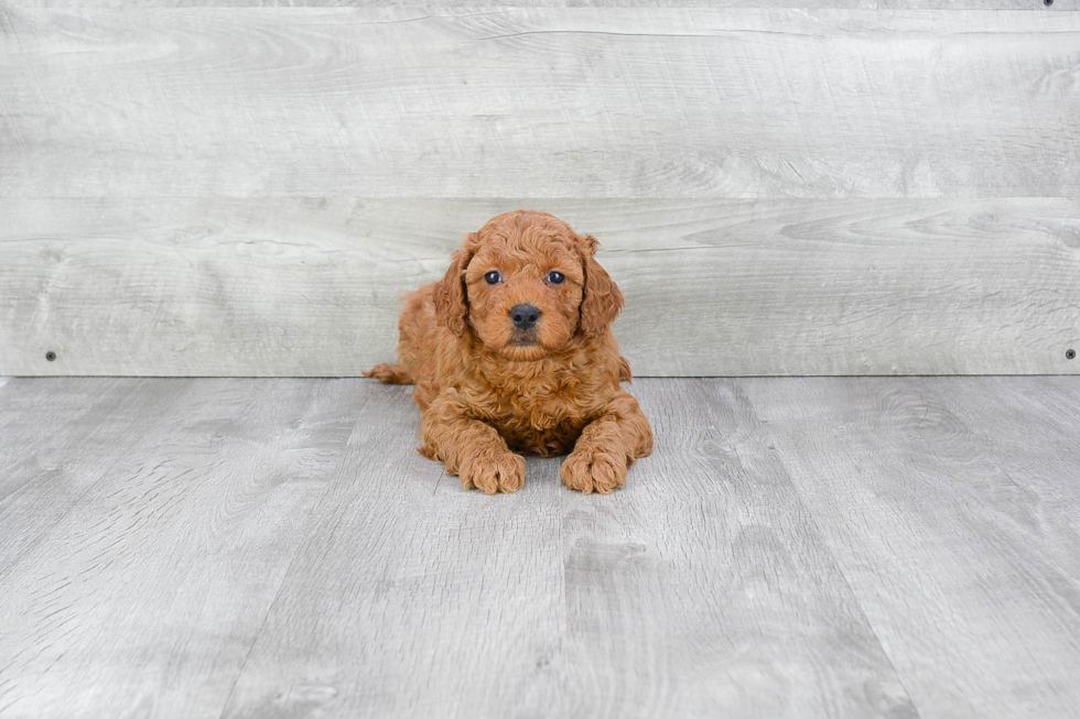 Cute Mini Goldendoodle Baby