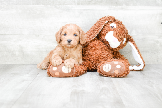 Smart Cockapoo Poodle Mix Pup