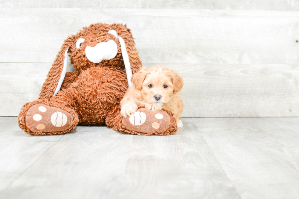 Energetic Maltese Poodle Poodle Mix Puppy