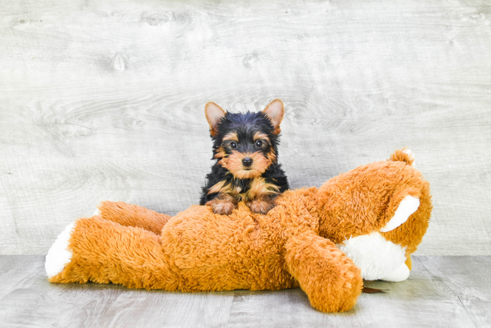 Meet Rascal - our Yorkshire Terrier Puppy Photo 