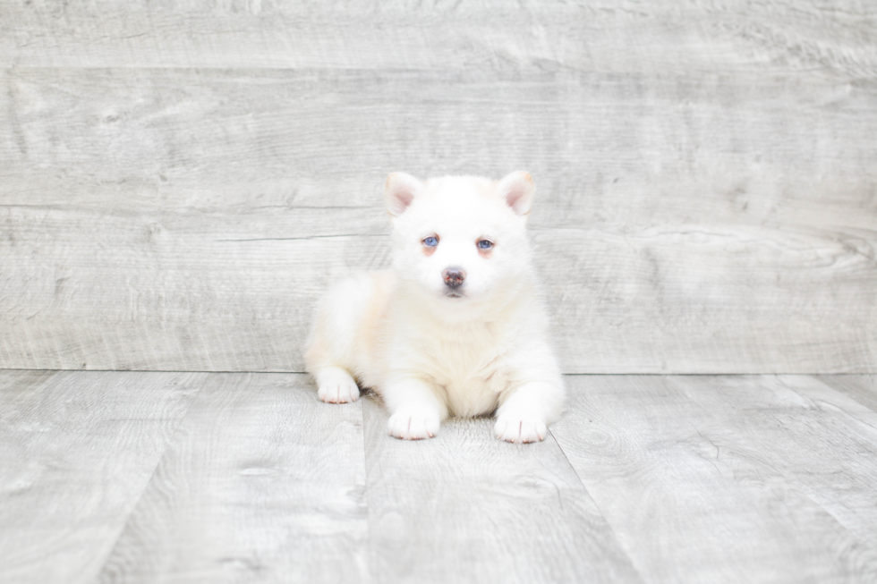 Pomsky Puppy for Adoption