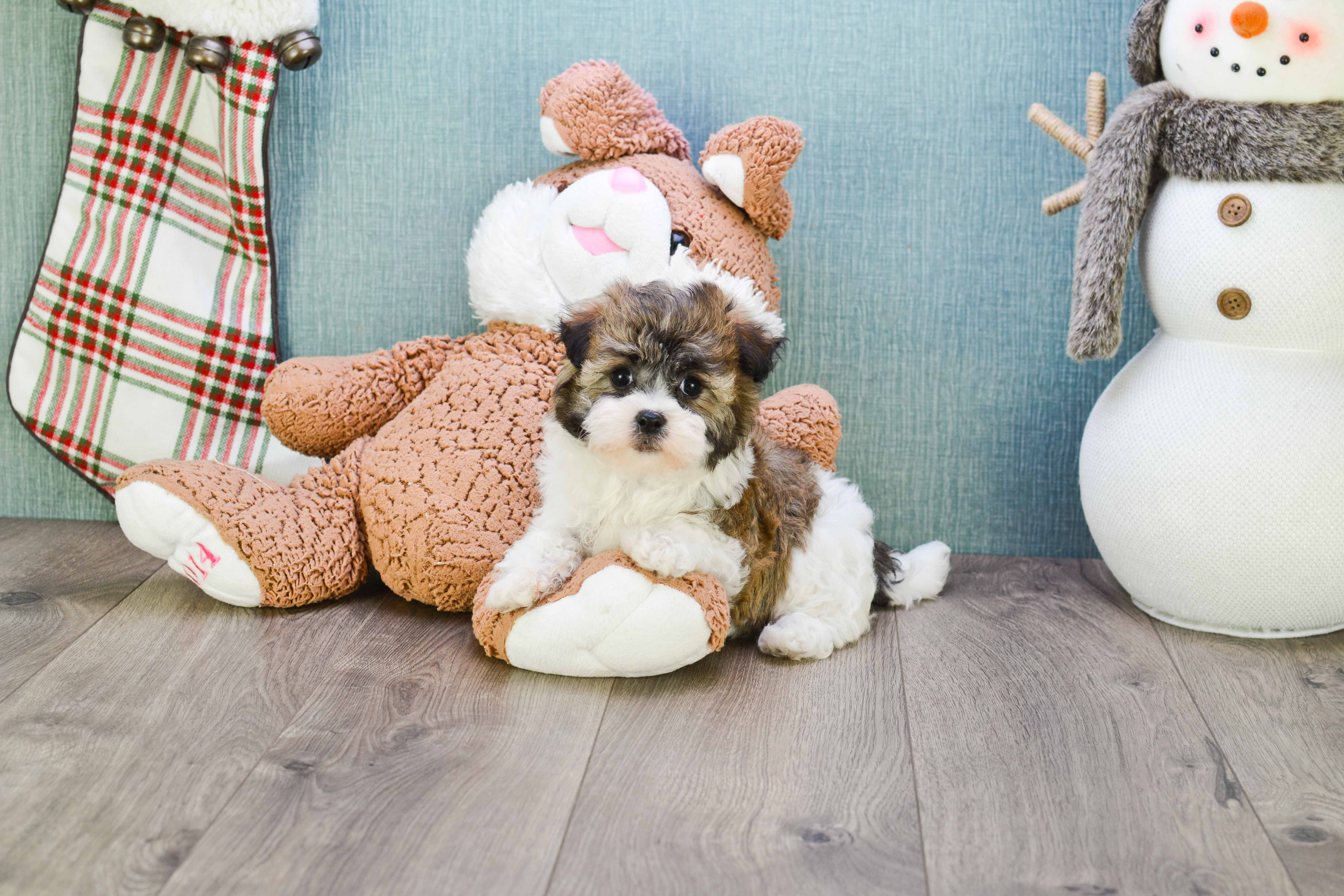 Sweet Havanese Purebred Puppy