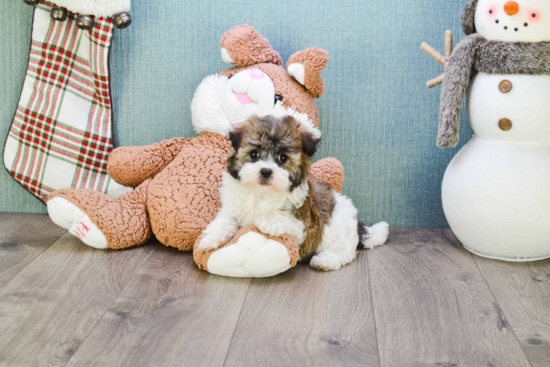 Sweet Havanese Purebred Puppy