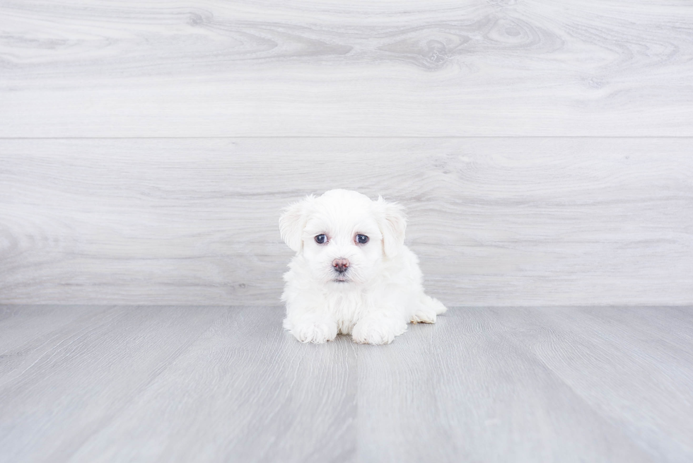 Maltipoo Puppy for Adoption