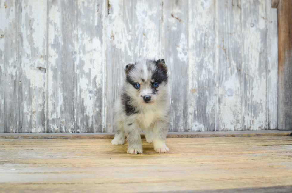 Little Mini Husky Designer Puppy