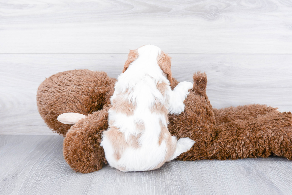 Little Cavalier King Charles Spaniel Purebred Pup