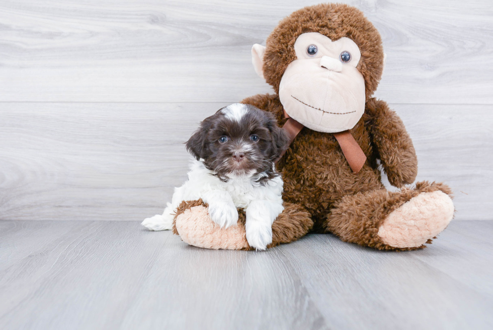 Popular Havanese Purebred Pup