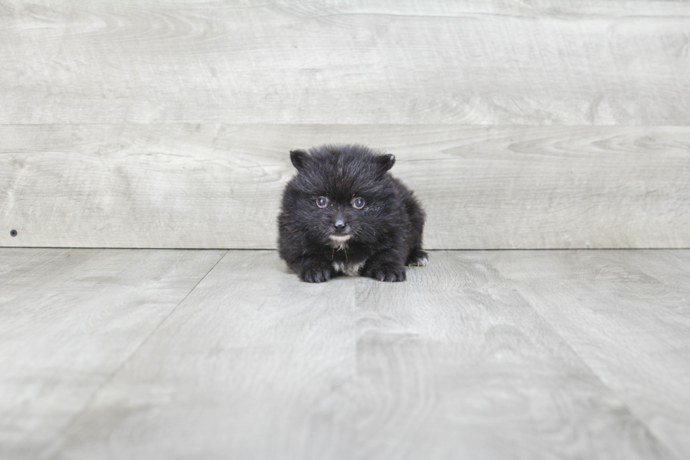 Funny Pomeranian Baby