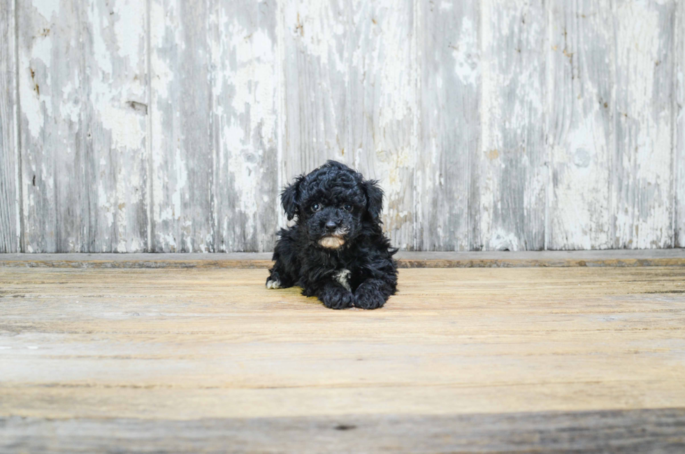 Popular Poodle Purebred Pup