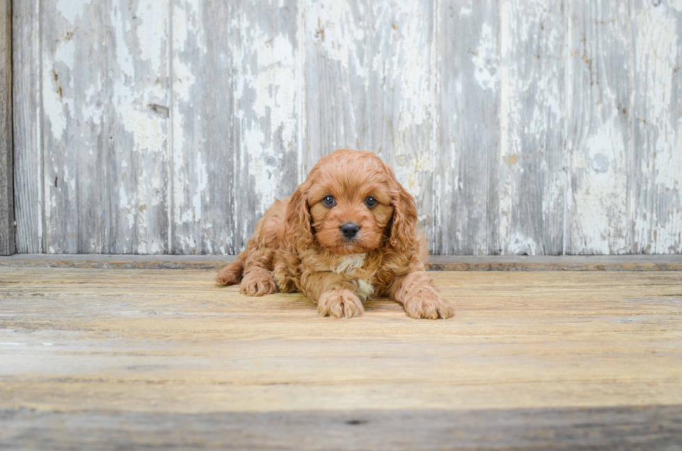 Fluffy Cavapoo Poodle Mix Pup