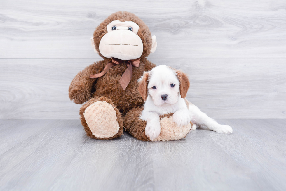 Akc Registered Cavalier King Charles Spaniel Baby