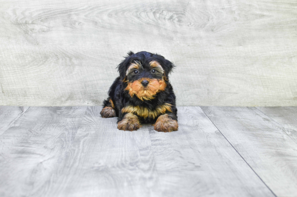 Meet Roscoe - our Yorkshire Terrier Puppy Photo 