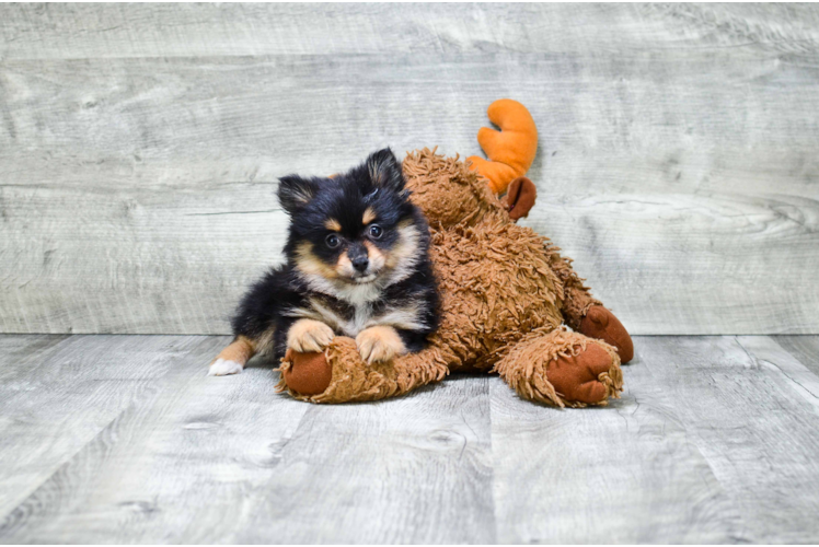 Little Pomeranian Baby