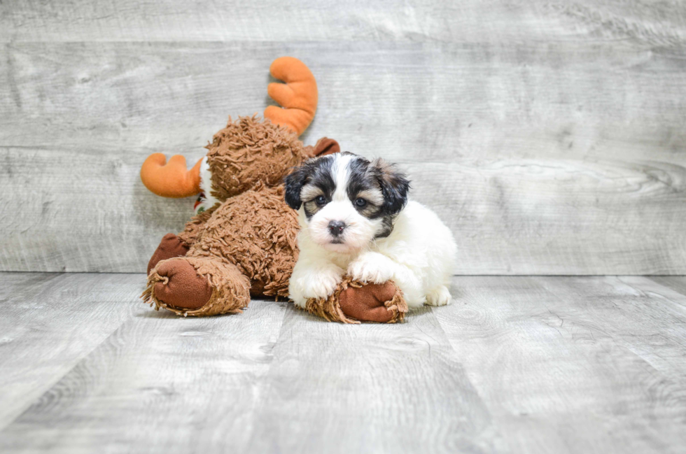 Teddy Bear Pup Being Cute