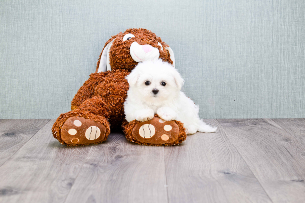 Popular Maltese Purebred Pup