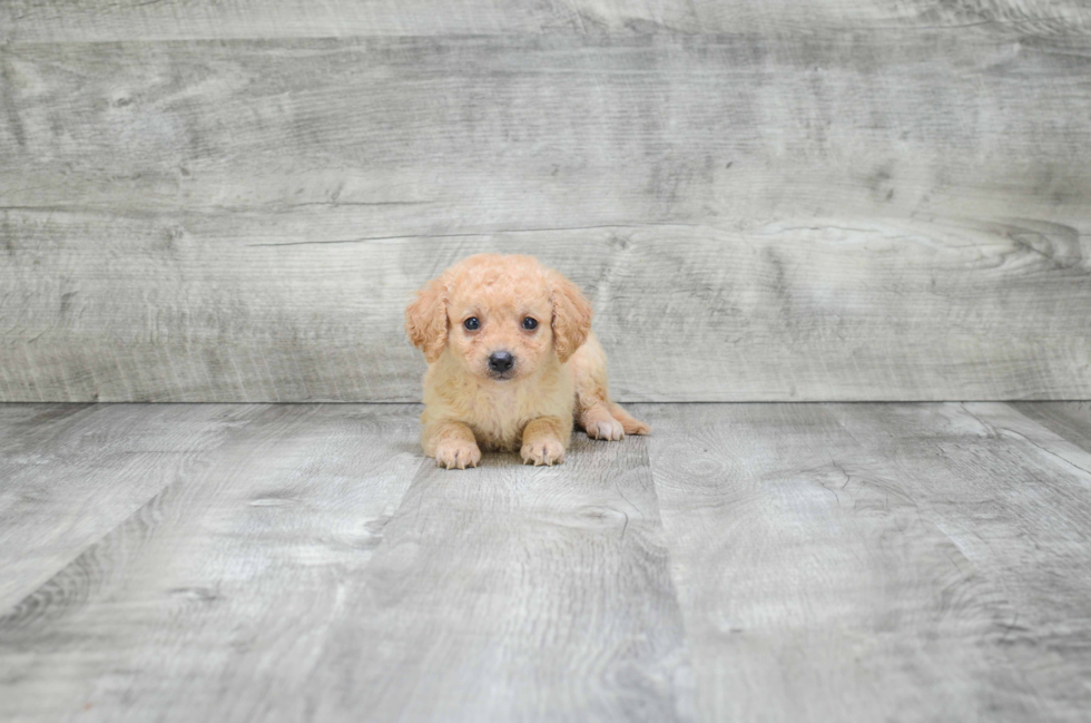 Best Cavapoo Baby