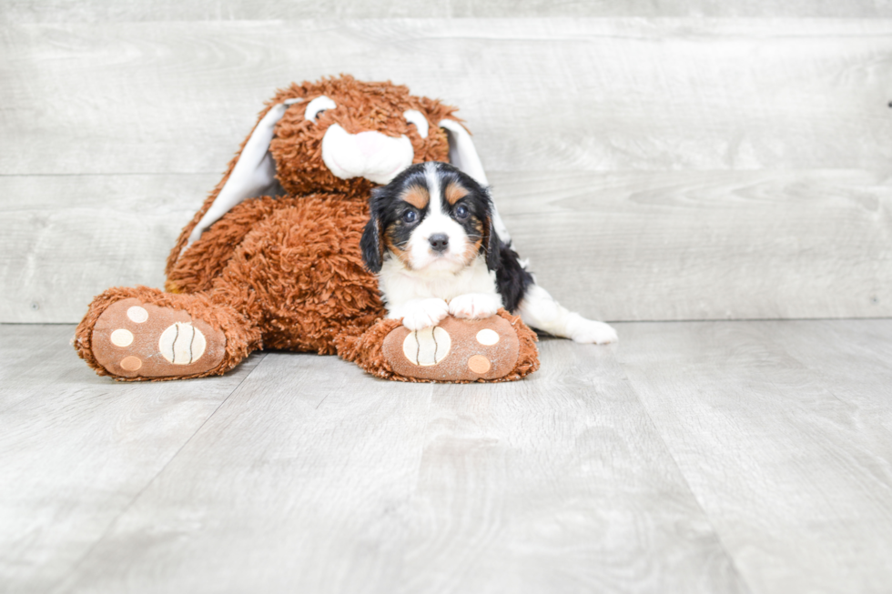 Friendly Cavalier King Charles Spaniel Baby