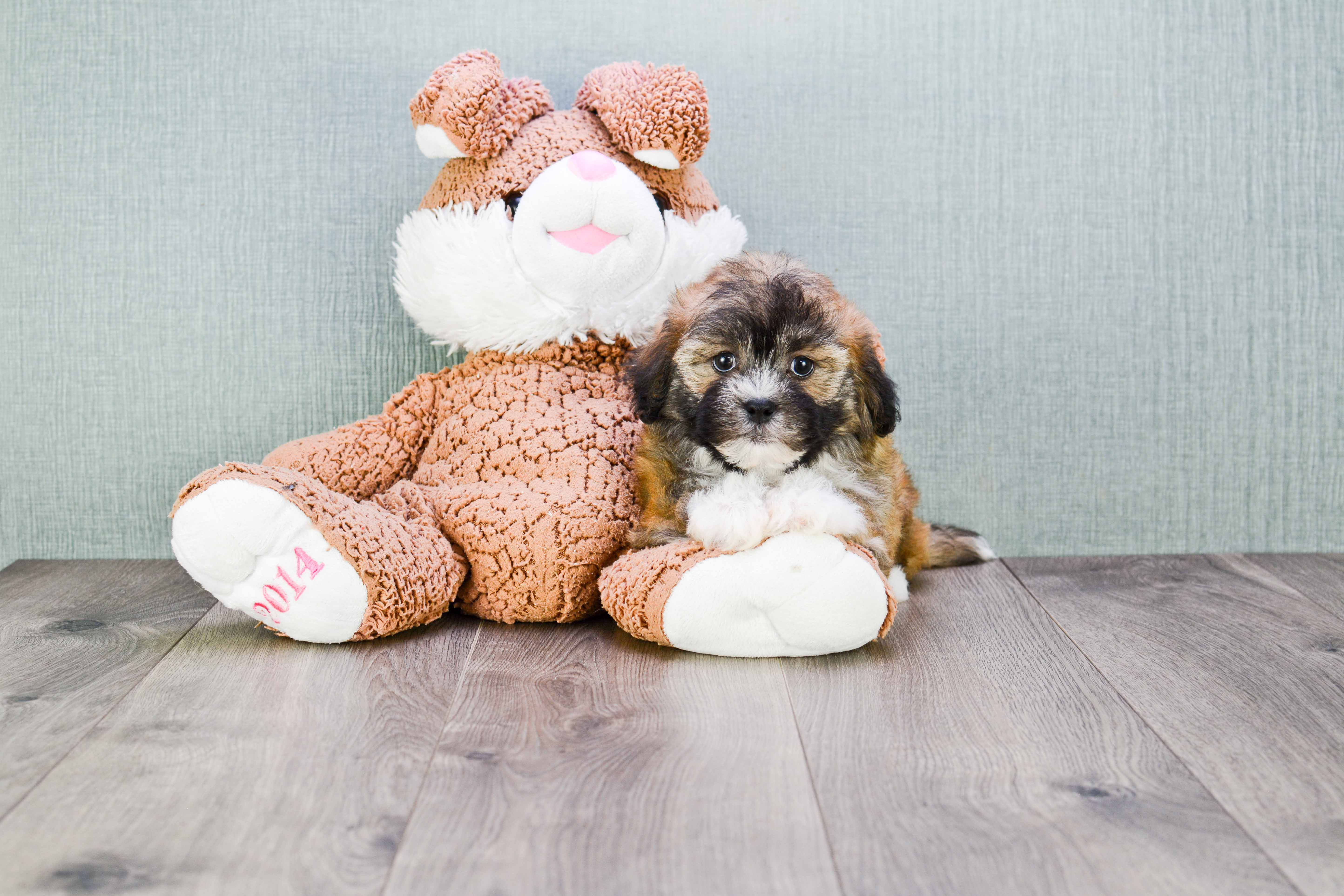 Friendly Teddy Bear Baby
