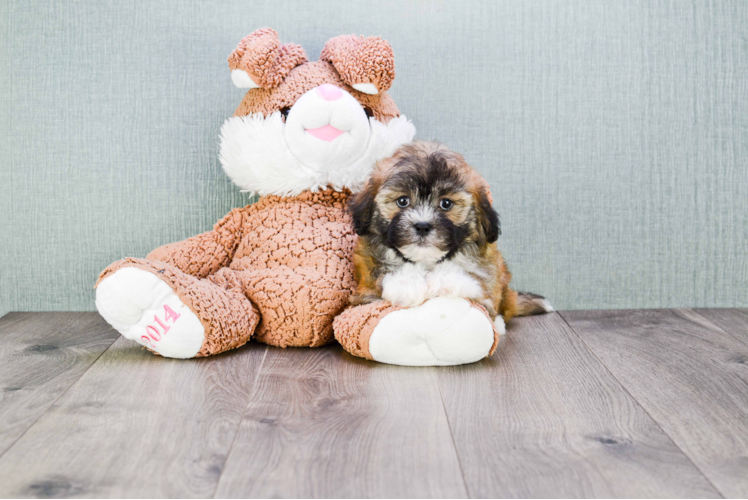 Friendly Teddy Bear Baby