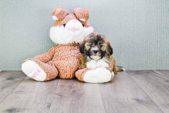 Friendly Teddy Bear Baby