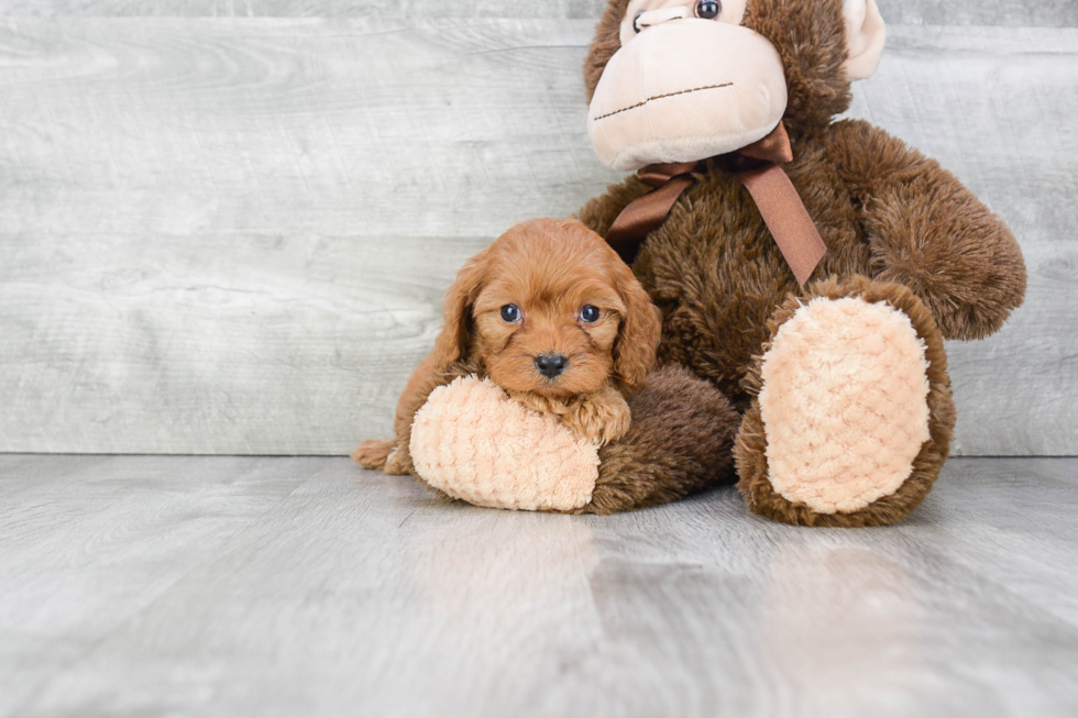 Best Cavapoo Baby