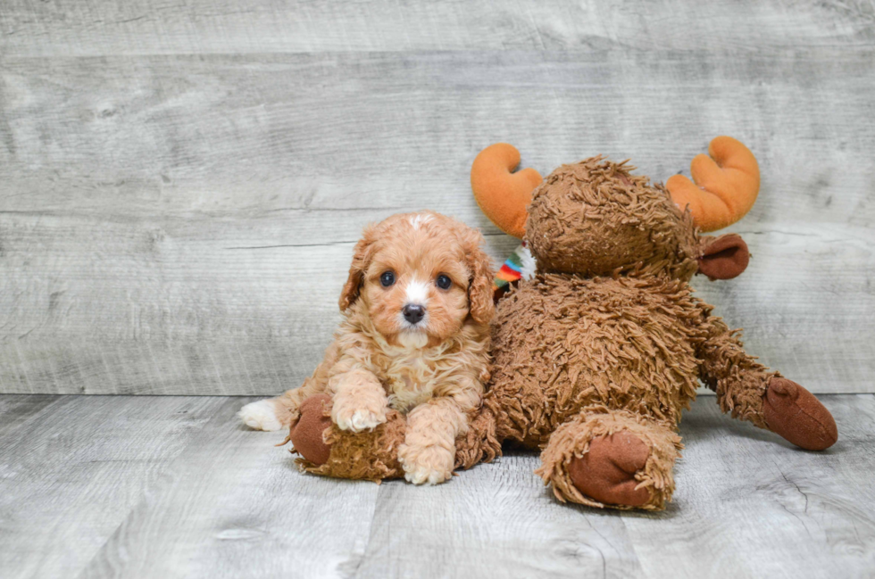 Cavapoo Pup Being Cute