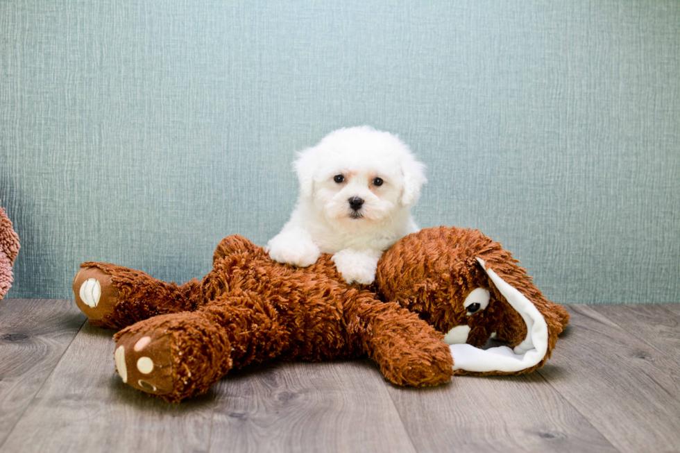 Bichon Frise Pup Being Cute