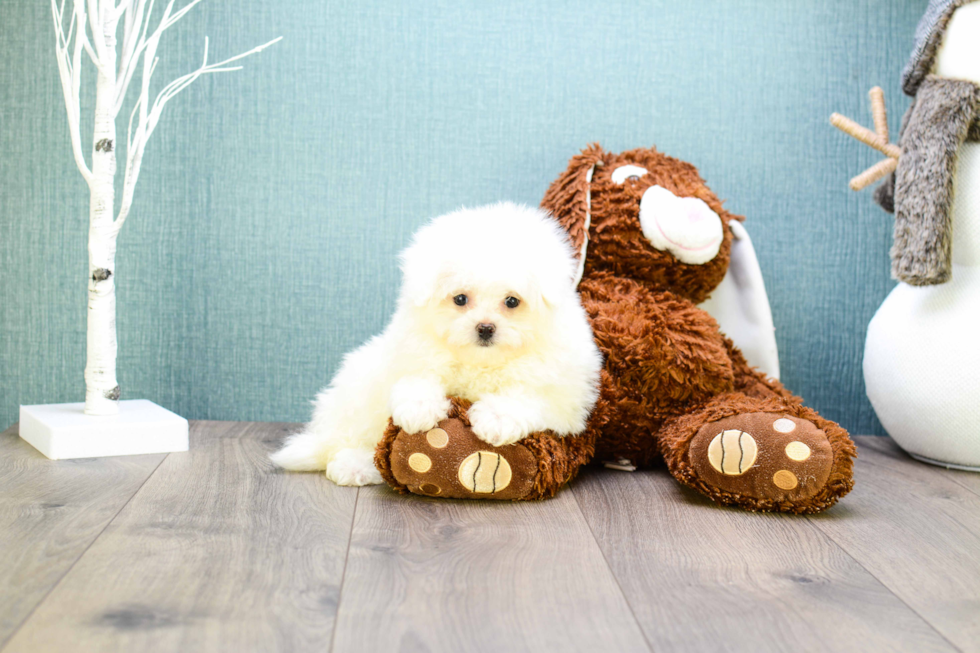 Fluffy Maltipom Designer Pup