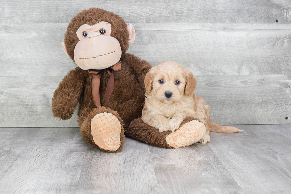 Best Mini Goldendoodle Baby