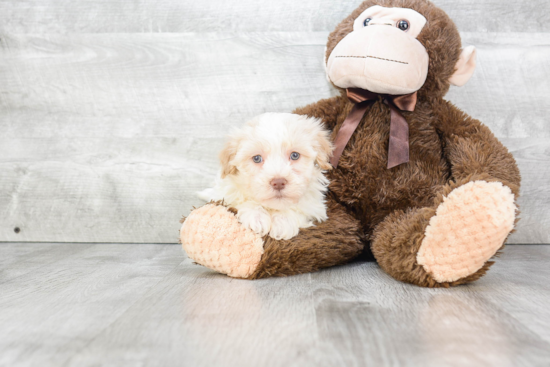 Small Havanese Baby