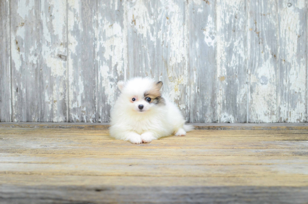 Pomeranian Puppy for Adoption