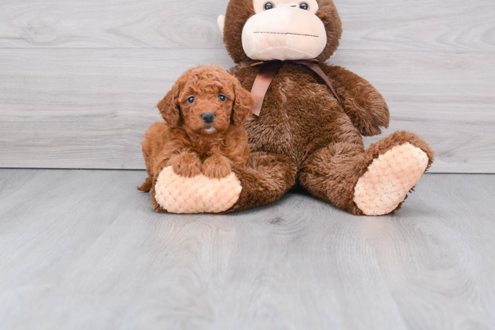 Mini Goldendoodle Pup Being Cute