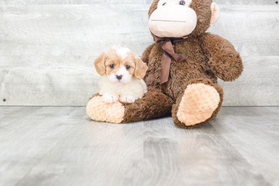 Happy Cavachon Baby