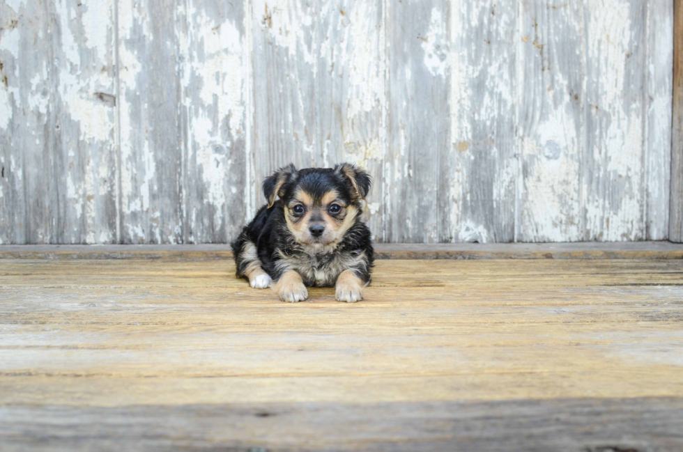 Morkie Puppy for Adoption