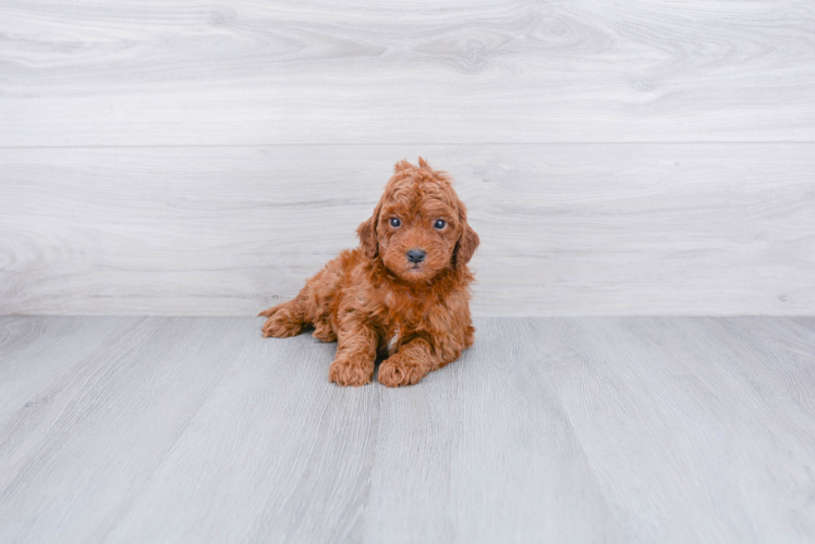 Mini Goldendoodle Puppy for Adoption