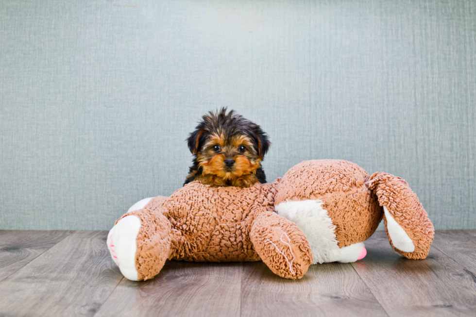 Meet Goldie - our Yorkshire Terrier Puppy Photo 