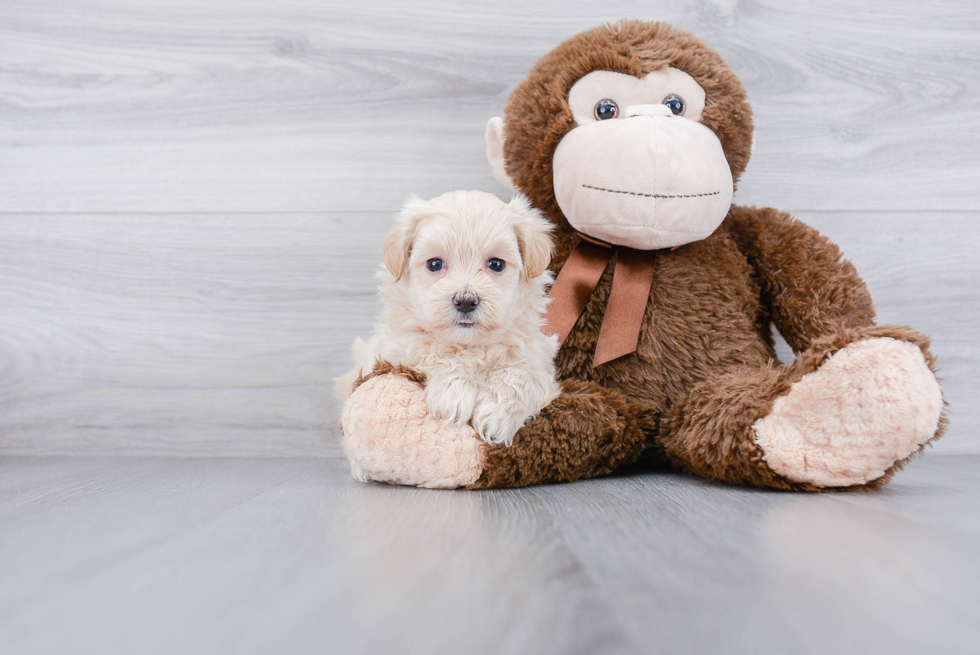 Maltipoo Pup Being Cute