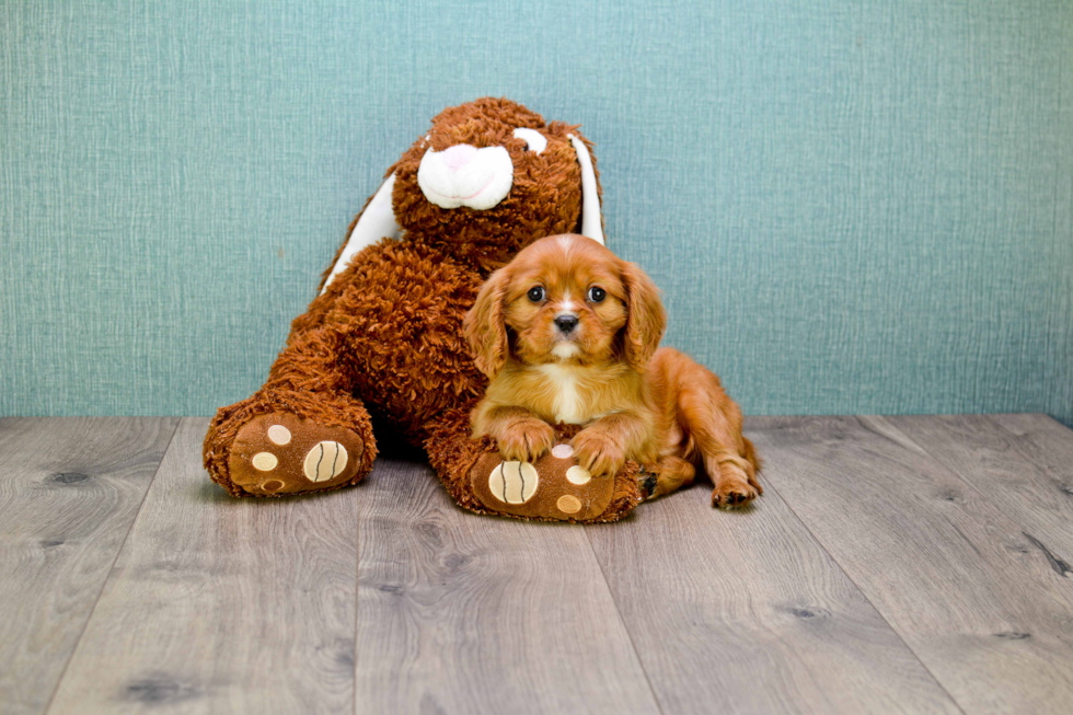 Cavalier King Charles Spaniel Puppy for Adoption