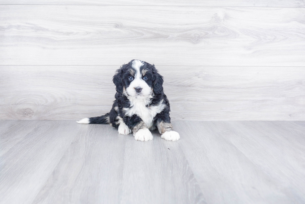 Little Mini Berniedoodle Poodle Mix Puppy