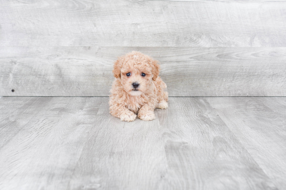 Best Maltipoo Baby