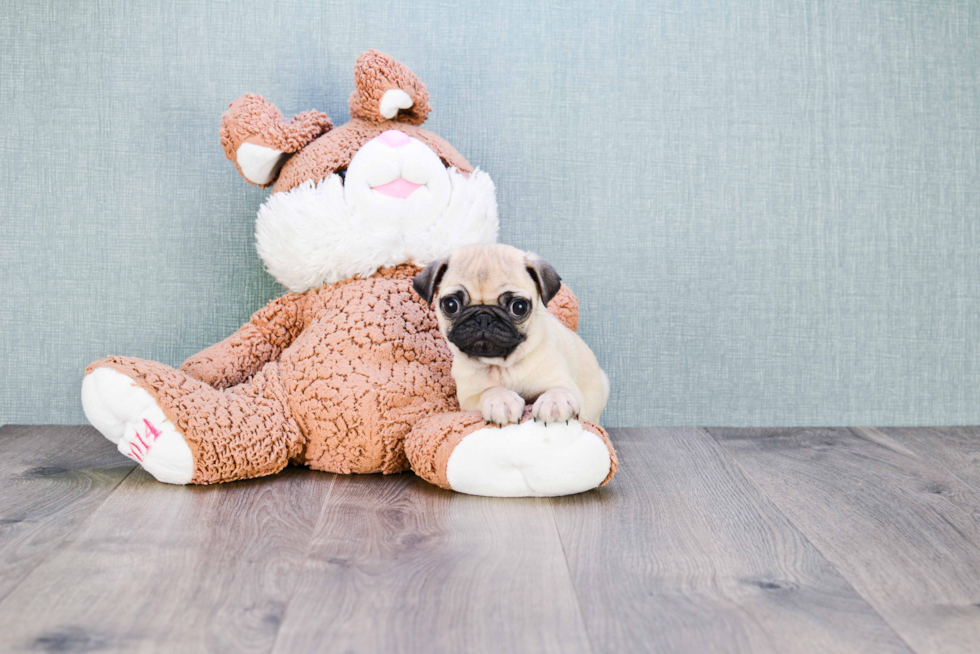 Happy Pug Purebred Puppy