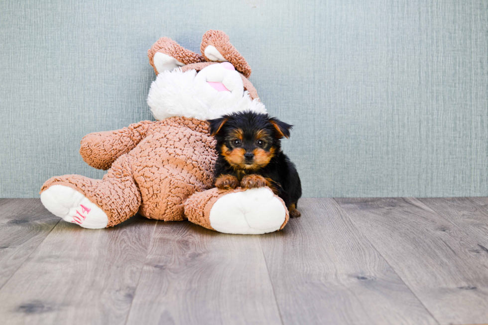 Meet Roscoe - our Yorkshire Terrier Puppy Photo 