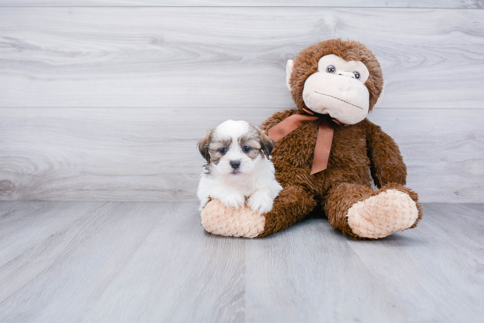 Teddy Bear Pup Being Cute