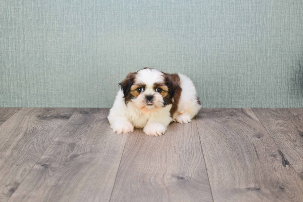 Little Shichon Designer Puppy