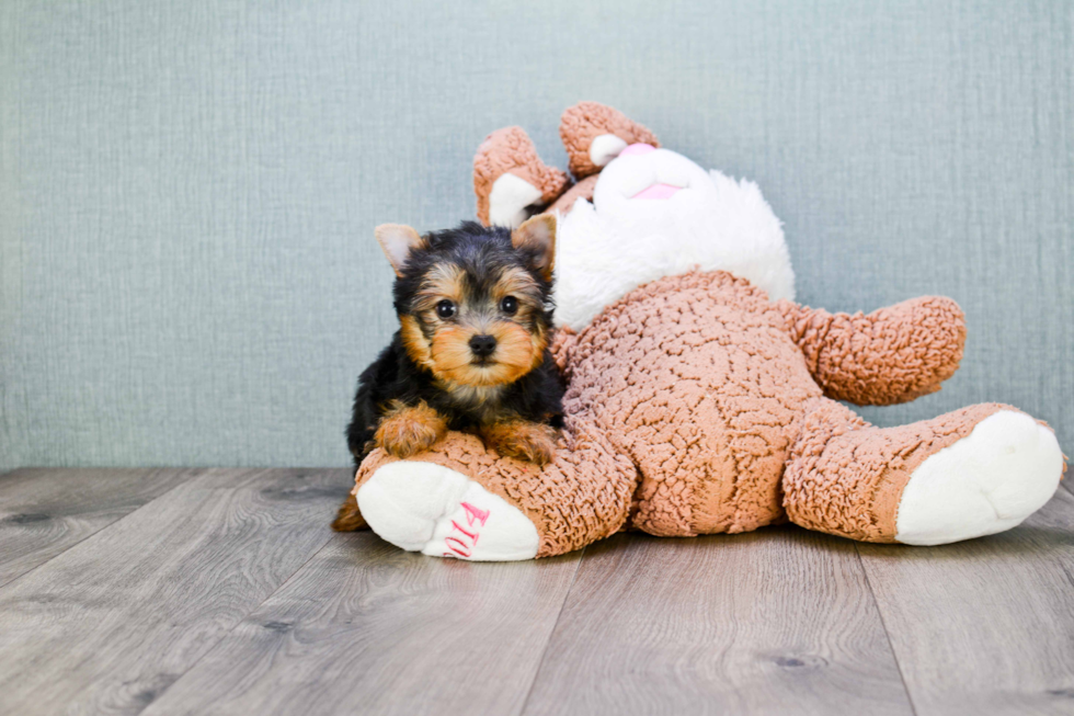 Meet Rascal - our Yorkshire Terrier Puppy Photo 