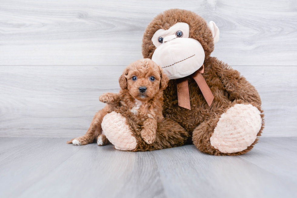 Popular Mini Goldendoodle Poodle Mix Pup